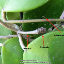 Location: Port Orange, Florida
Date: 2012-07-03
Close up of stems, a peduncle (bloom spur where the flower umbel 
