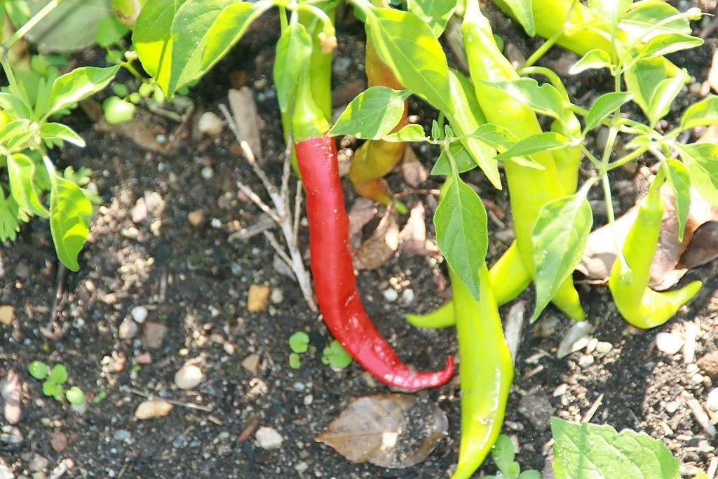 Photo of Hot Pepper (Capsicum baccatum 'Aji Colorado') uploaded by robertduval14