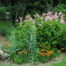 Location: Downingtown, Pennsylvania
Date: 2012-06-17
plants in bloom in naturalistic garden