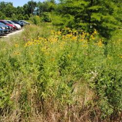 Location: Indiana Dunes State Park headquarters
Date: 2016-07-16
group in bloom in naturalistic landscape
