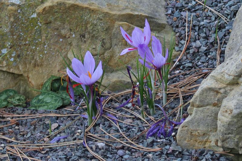Photo of Saffron Crocus (Crocus sativus) uploaded by RuuddeBlock