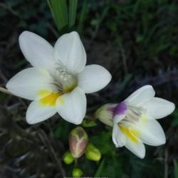 Location: Coastal San Diego County 
Date: 2018-02-19
First freesia blooms of the season