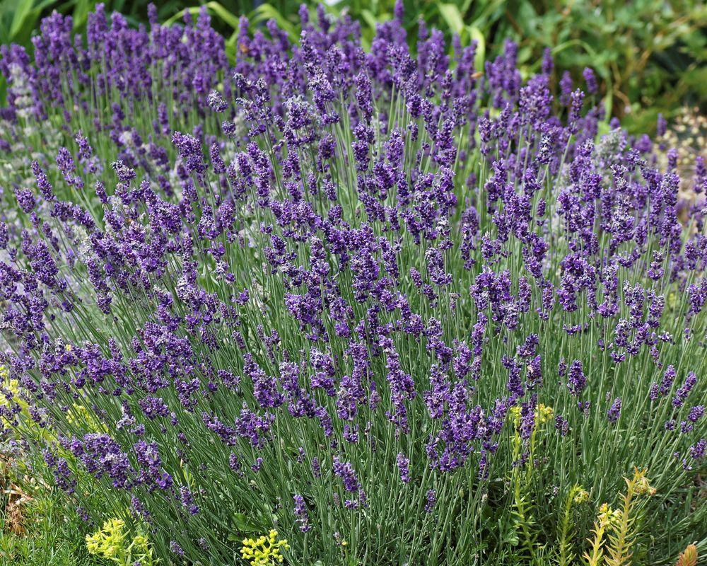 Photo of English Lavender (Lavandula angustifolia 'Munstead') uploaded by dirtdorphins