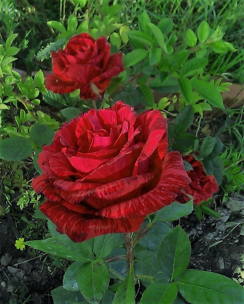 Photo of Rose (Rosa 'Red Intuition') uploaded by manueldalmeida