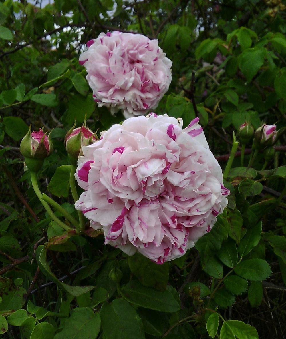 Photo of Rose (Rosa 'Variegata di Bologna') uploaded by manueldalmeida