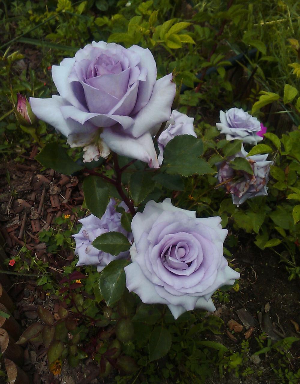 Photo of Rose (Rosa 'Blue Bajou') uploaded by manueldalmeida