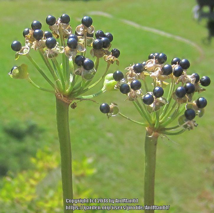 Photo of Ramp (Allium tricoccum) uploaded by AntMan01
