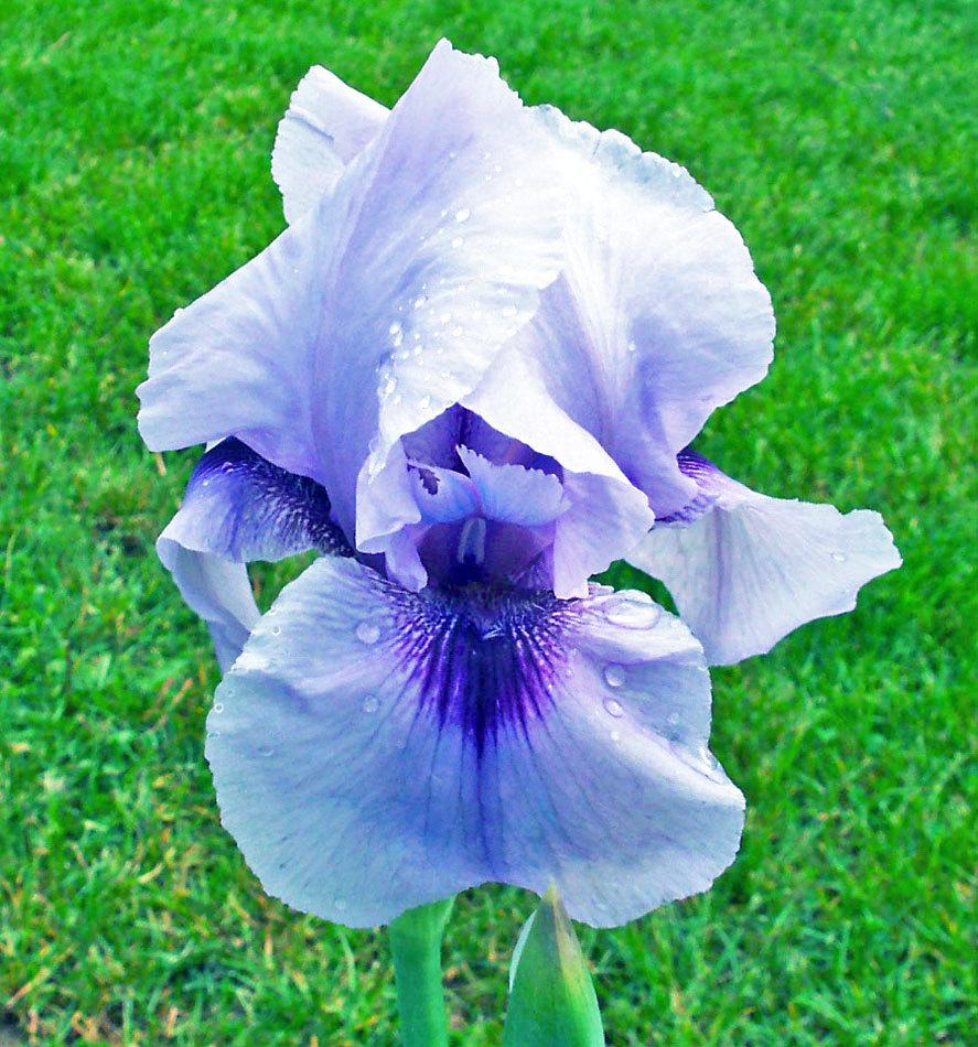 Photo of Arilbred Iris (Iris 'Mohr Pretender') uploaded by TBGDN