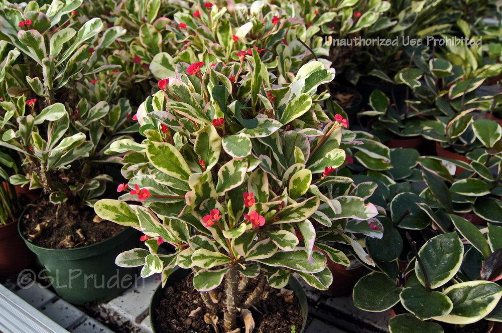 Photo of Crown of Thorns (Euphorbia milii 'Fireworks') uploaded by DaylilySLP