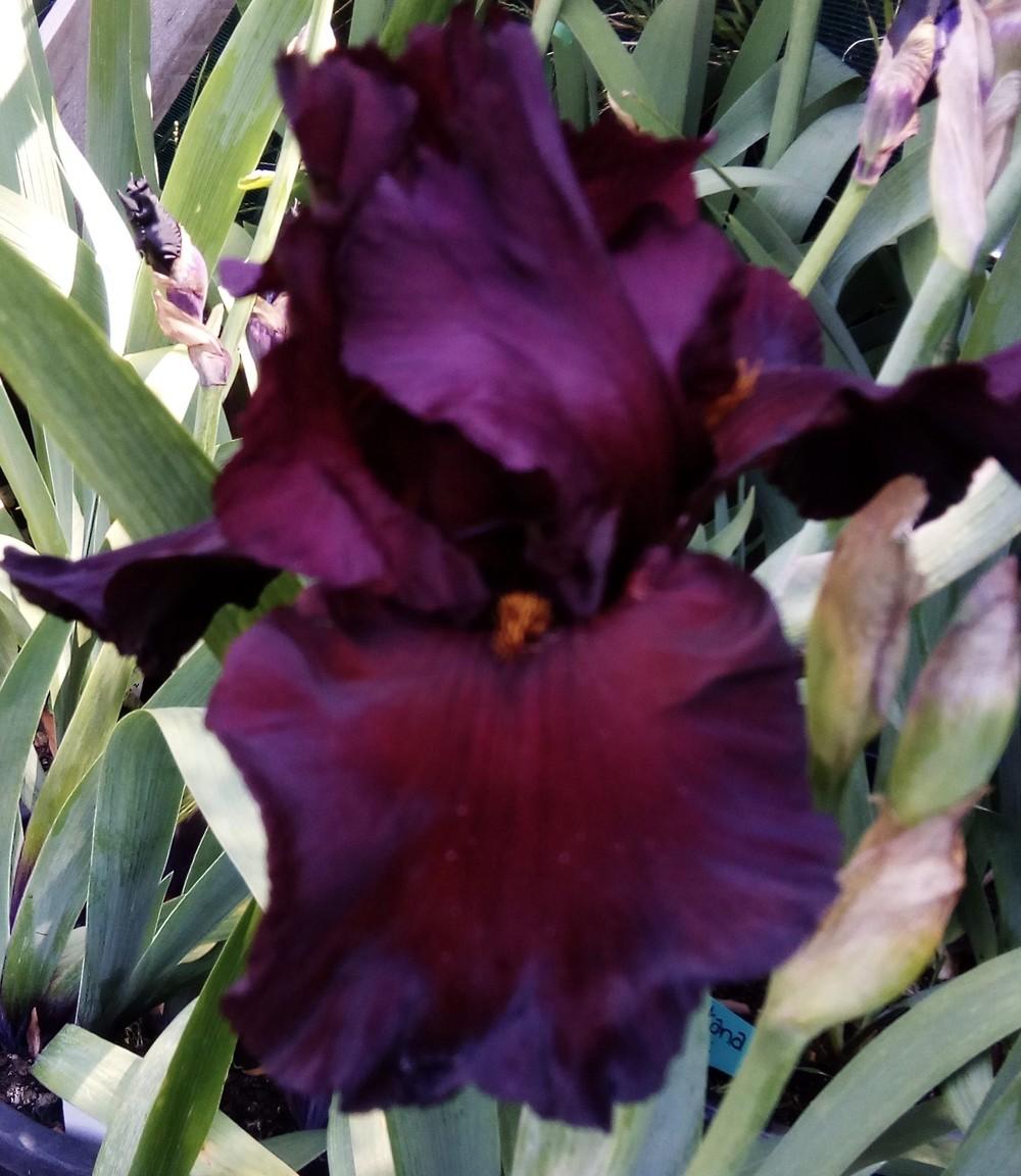 Photo of Tall Bearded Iris (Iris 'Chief Quinaby') uploaded by Gardendaze00