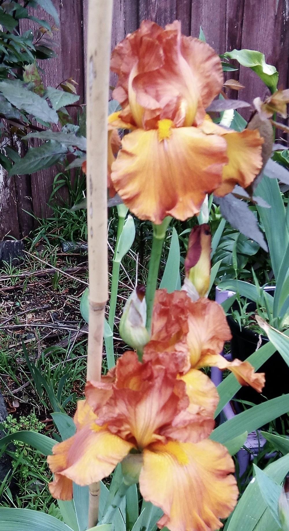Photo of Tall Bearded Iris (Iris 'Rustic Dream') uploaded by Gardendaze00