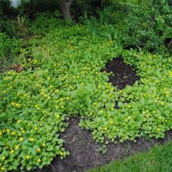 Location: West Chester, Pennsylvania
Date: 2012-05-21
groundcover in sloping border