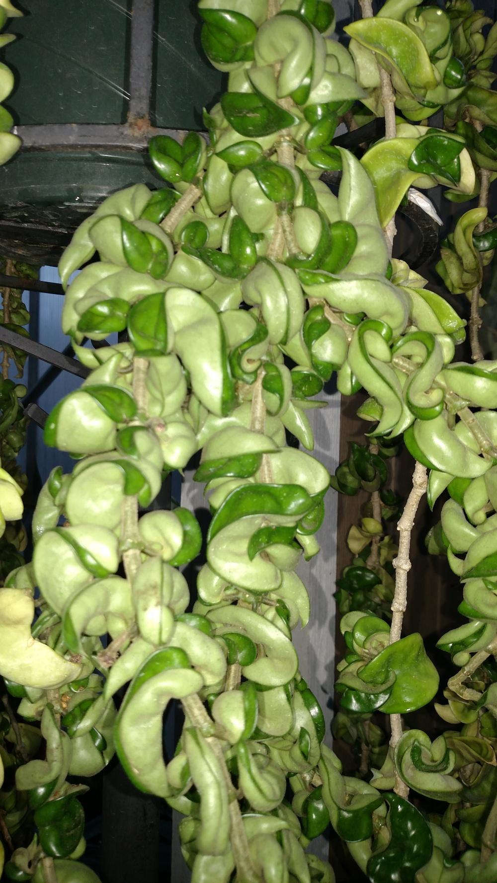 Photo of Wax Plant (Hoya carnosa  'Krinkle Kurl') uploaded by Toni