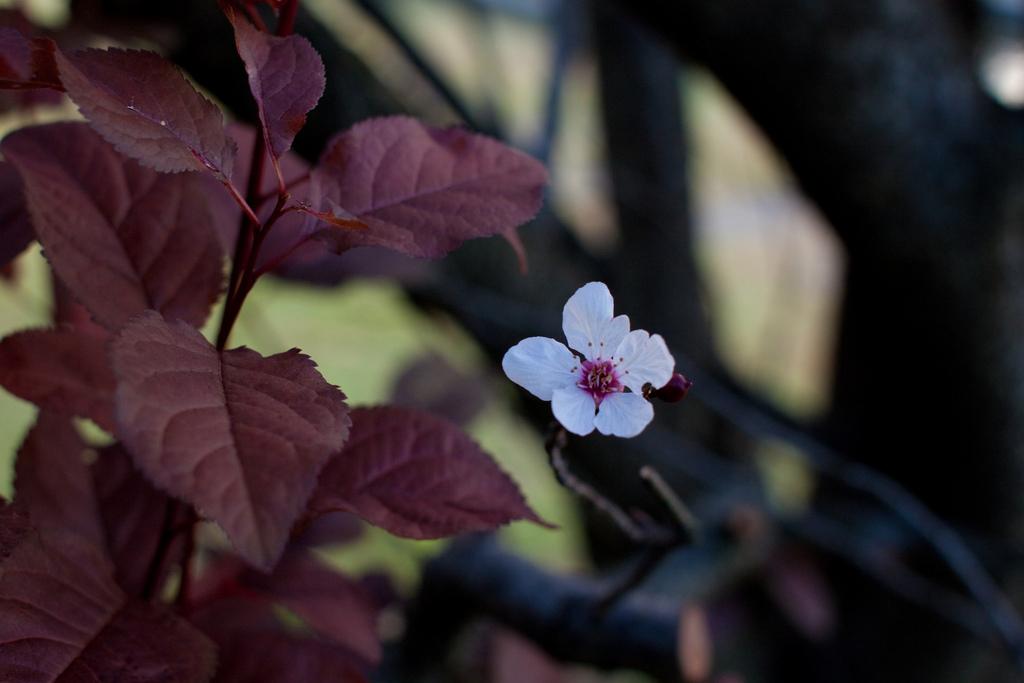 Photo of Plums (Prunus umbellata) uploaded by robertduval14
