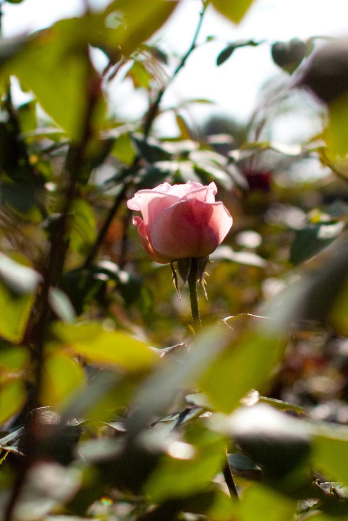 Photo of Rose (Rosa 'Eglantyne') uploaded by robertduval14