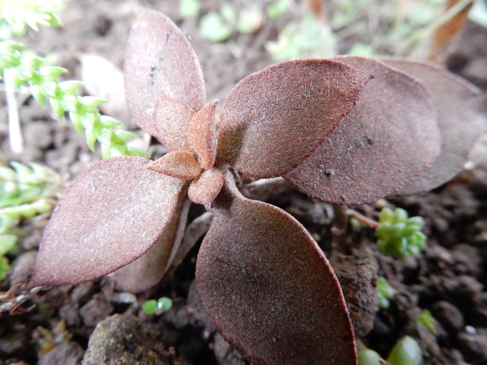 Photo of Copper Spoons (Kalanchoe orgyalis) uploaded by tofitropic