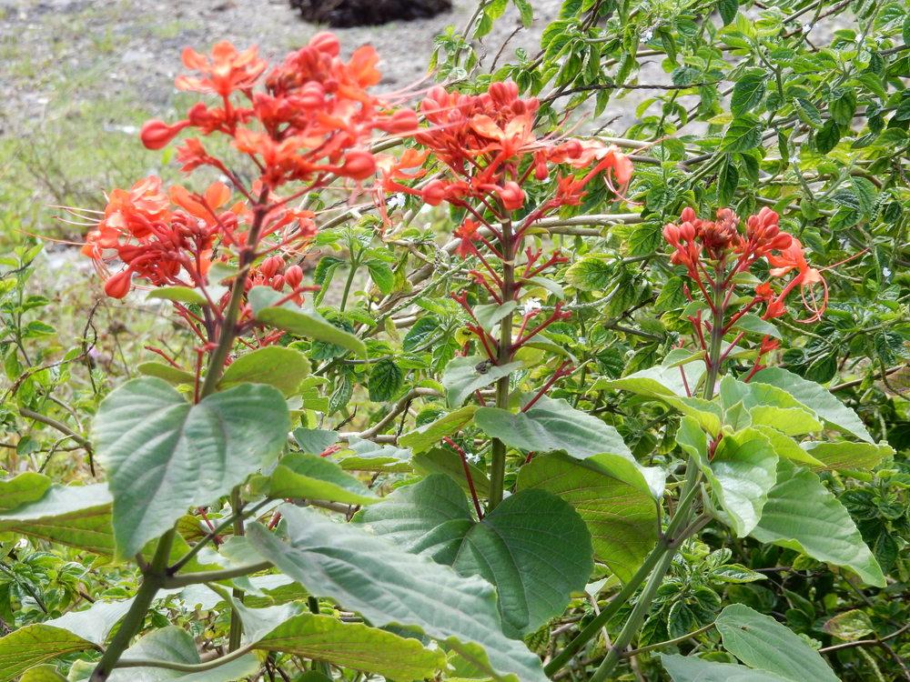 Photo of Flaming Glory Bower (Clerodendrum speciosissimum) uploaded by tofitropic