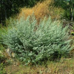Location: Garfield, WA
Date: 2007-01-05
A beautiful Artemisia absinthium specimen.