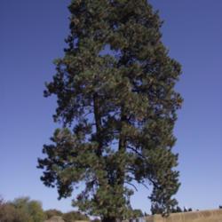 Location: Garfield, WA
Date: 2010-01-16
The lone Ponderosa Pine tree, an old friend.