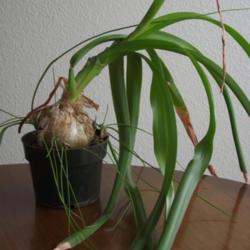 Location: Garfield, WA
Date: 2013-01-04
Mature Pregnant Onion plant in pot with sprouting baby plants.