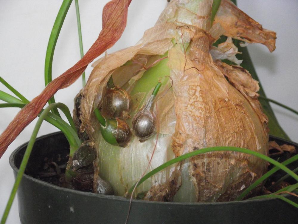 Photo of Pregnant Onion (Albuca bracteata) uploaded by Cakeholemoon