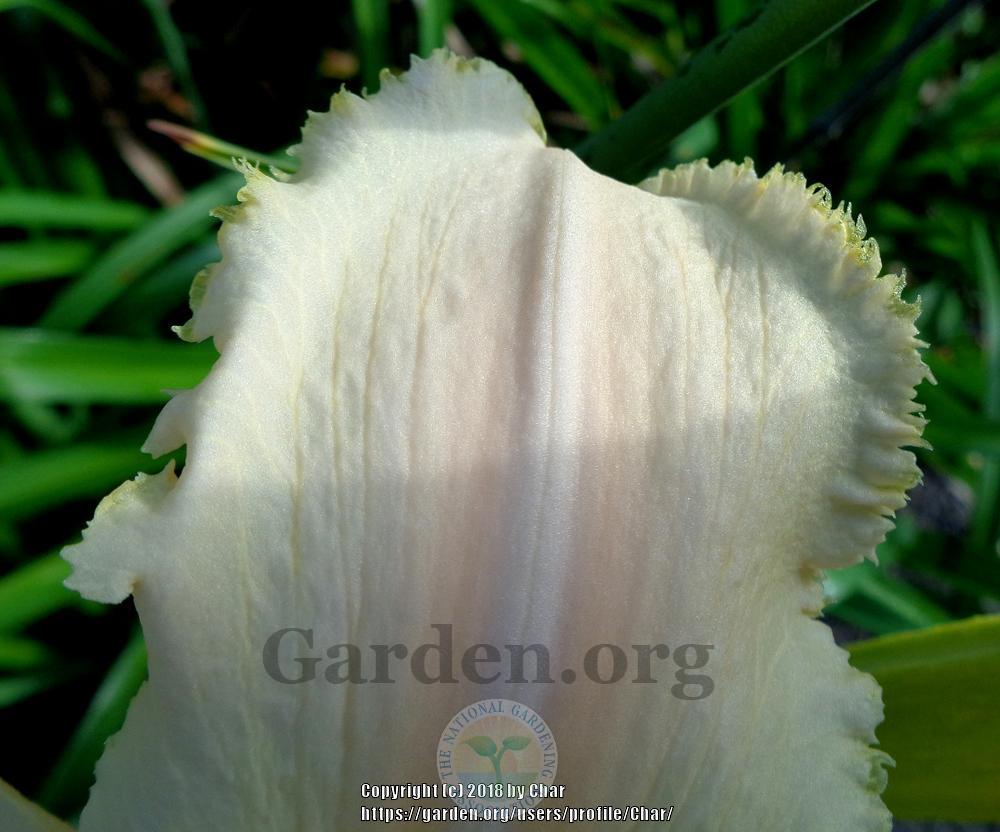 Photo of Daylily (Hemerocallis 'Small World White Megalodon') uploaded by Char
