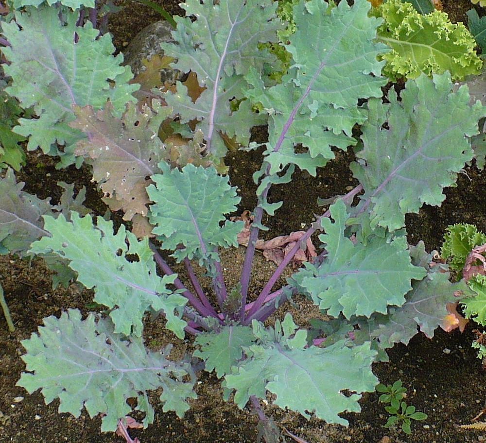 Photo of Siberian Kale (Brassica napus 'Red Russian') uploaded by HemNorth