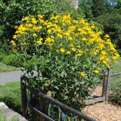Location: Tyler Arboretum near Media, Pennsylvania
Date: 2012-07-25
one plant in bloom