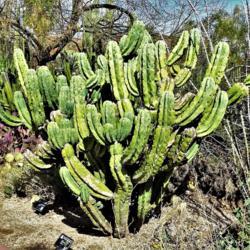 Location: 1339 E University Blvd, Tucson, AZ 85719
Date: 2018-02-17
Myrtillocactus cochal at the Joseph Wood Krutch Cactus Garden