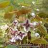 details of flowers, very broad white sepals, dark purple petals/s