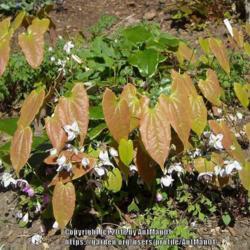 Location: Massachusetts garden
Spring foliage is a bronze color