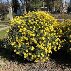 Location: Historic City Cemetery, Sacramento CA.
Date: 2018-02-21
Winter is the maximum bloom period here.