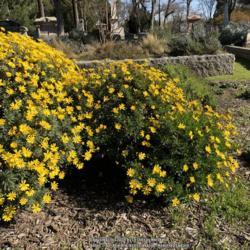 Location: Hamilton Square Garden, Historic City Cemetery, Sacramento CA.
Date: 2018-02-21
Both E. chrysanthemoides (R) and E. pectinatus (L) are very commo