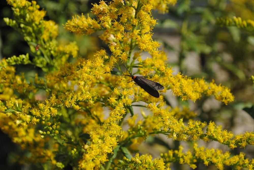 Photo of Goldenrod (Solidago canadensis) uploaded by ILPARW
