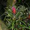 Bromeliad - Aechmea Big Mama Recurvata 002