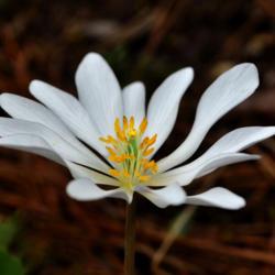 Location: Botanical Gardens of the State of Georgia...Athens, Ga
Date: 2018-02-22
Bloodroot 001
