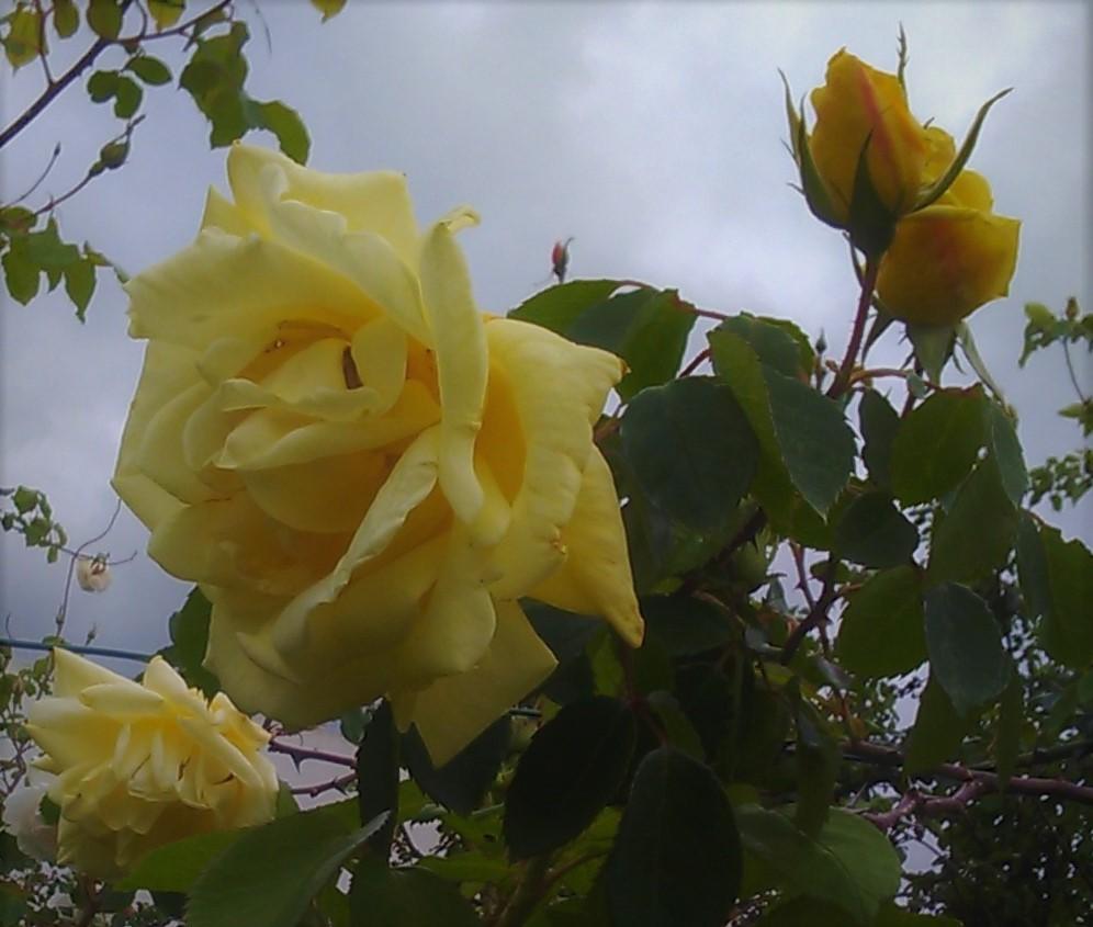 Photo of Rose (Rosa 'Golden Showers') uploaded by manueldalmeida