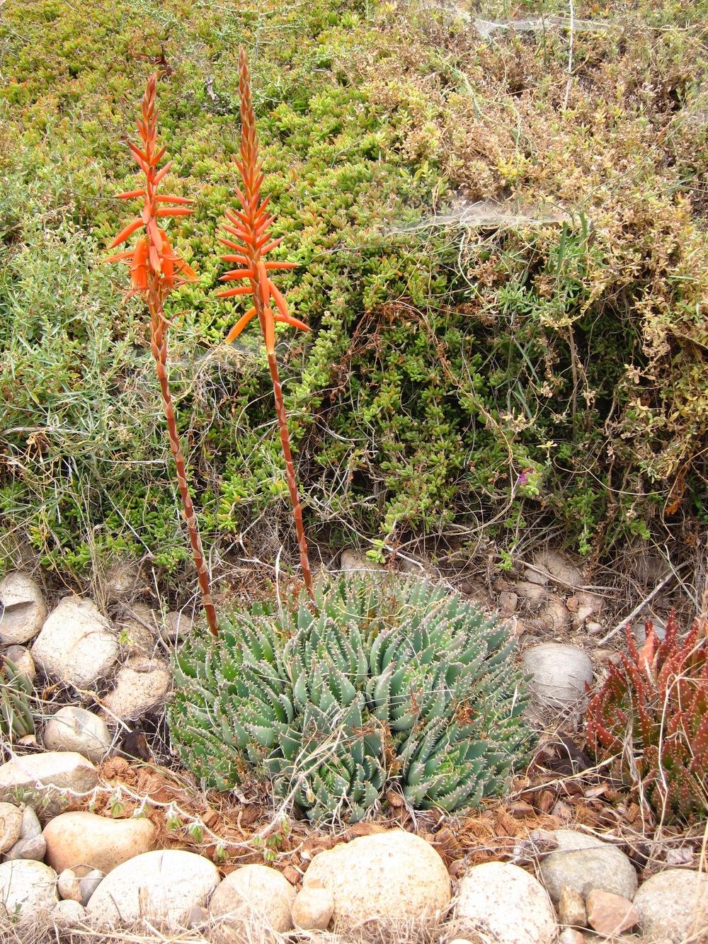 Photo of Short Leaved Aloe (Aloe brevifolia) uploaded by Baja_Costero