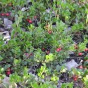 Wild Bearberry on our land before the Bulldozers came.