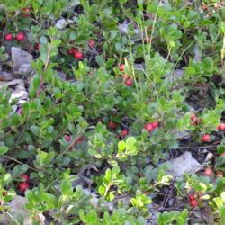 Location: Grandview Heights Land - Castlegar, B.C. 
Date: 2006-08-05
Wild Bearberry on our land before the Bulldozers came.
