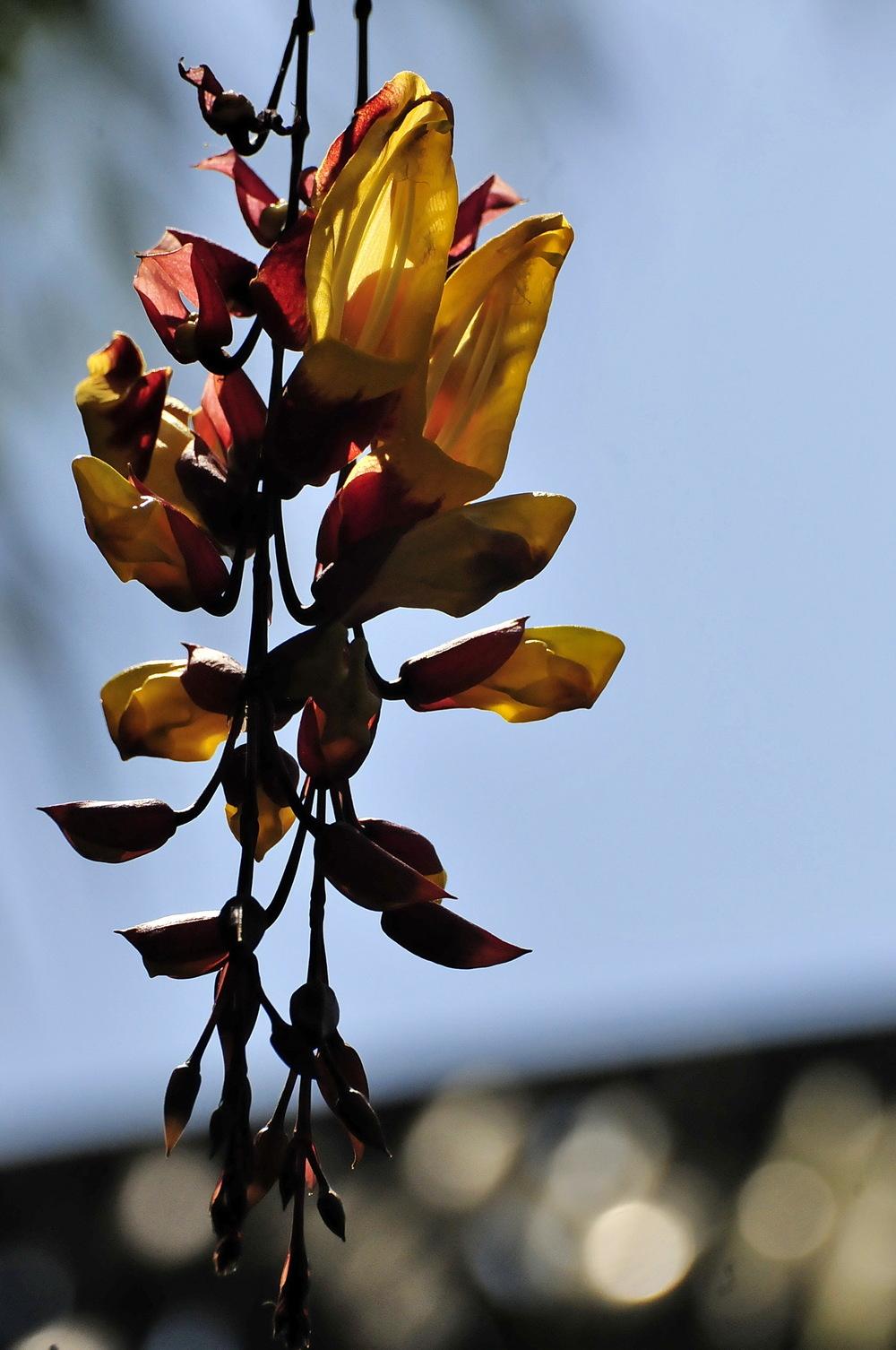 Photo of Mysore Trumpet Vine (Thunbergia mysorensis) uploaded by Orsola