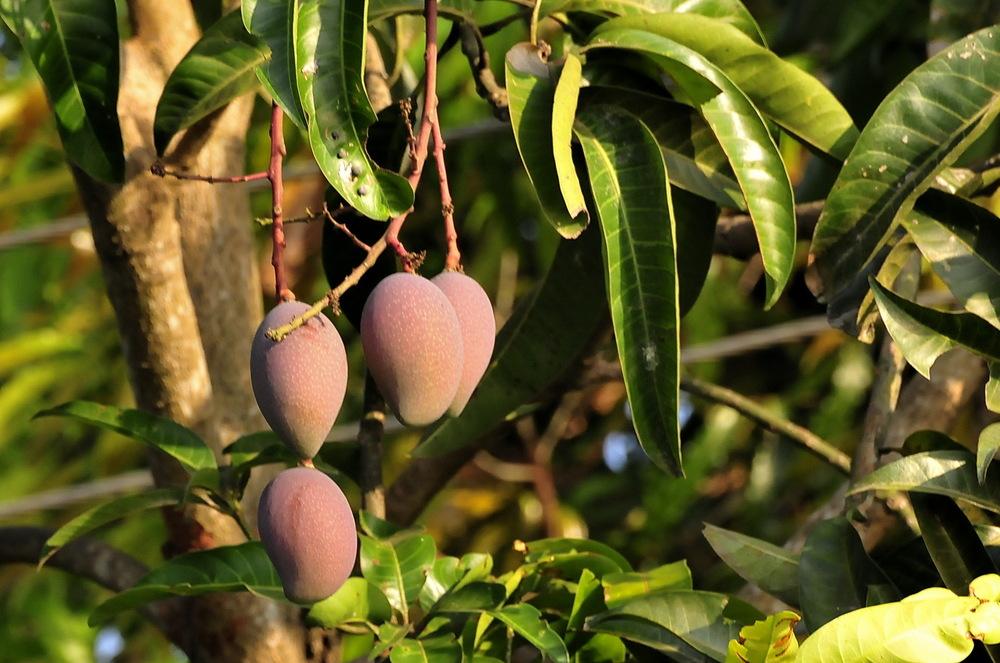 Photo of Common Mango (Mangifera indica) uploaded by Orsola