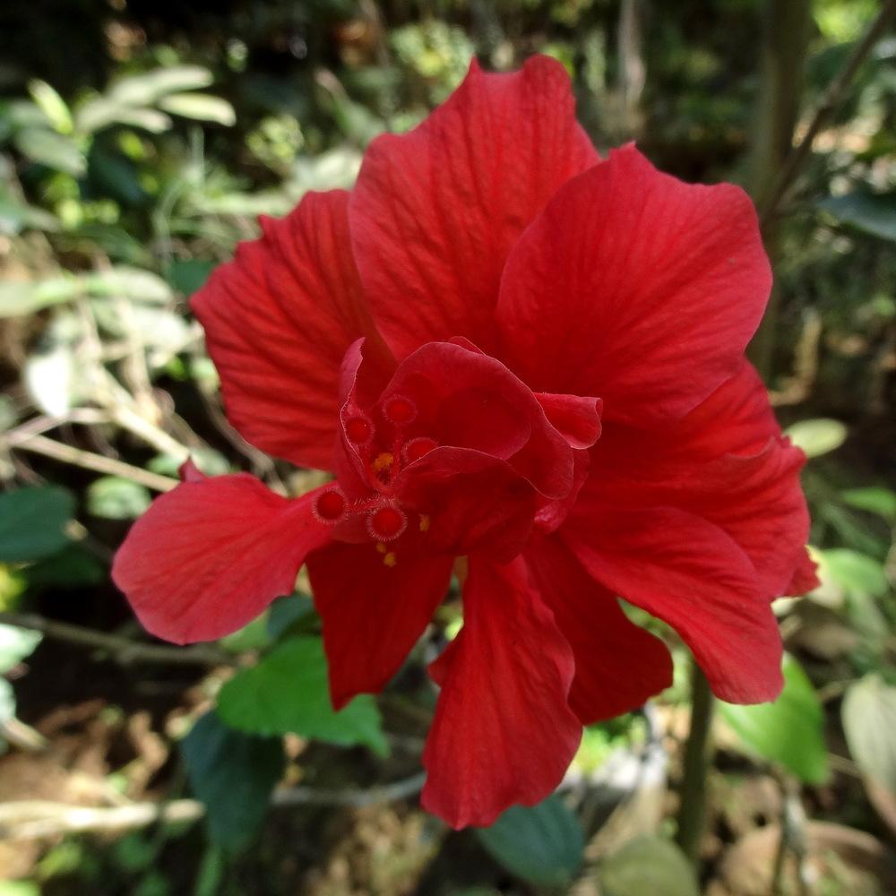 Photo of Hibiscus uploaded by Orsola