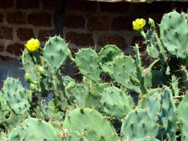 Photo of Prickly Pears (Opuntia) uploaded by Orsola
