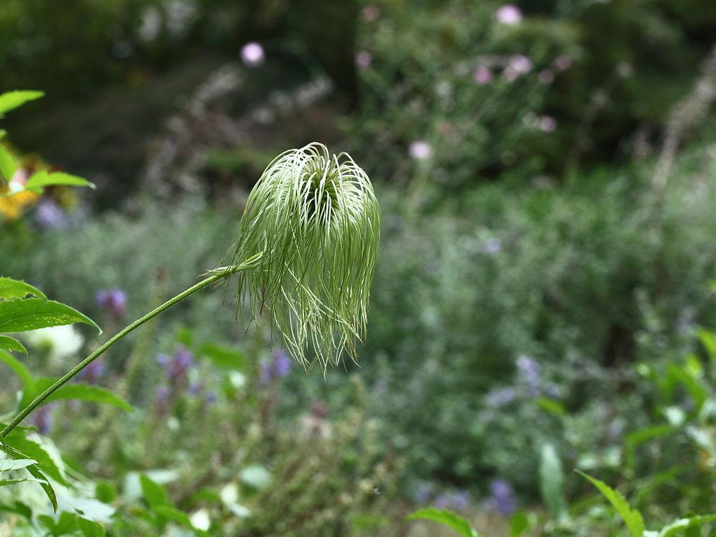 Photo of Clematis (Clematis tangutica) uploaded by robertduval14