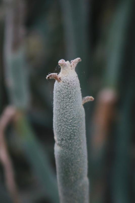 Photo of Slipper Plant (Euphorbia lomelii) uploaded by RuuddeBlock