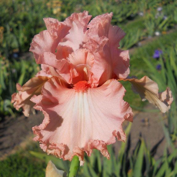 Photo of Tall Bearded Iris (Iris 'Poodle Parade') uploaded by TBMan