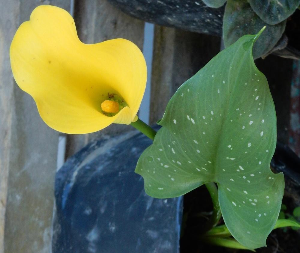 Photo of Yellow Calla Lily (Zantedeschia elliottiana) uploaded by tofitropic