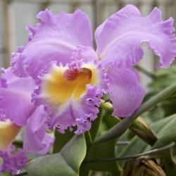 Location: Hausermann's Orchid Greenhouse  Villa Pk., IL
Date: 2018-02-24