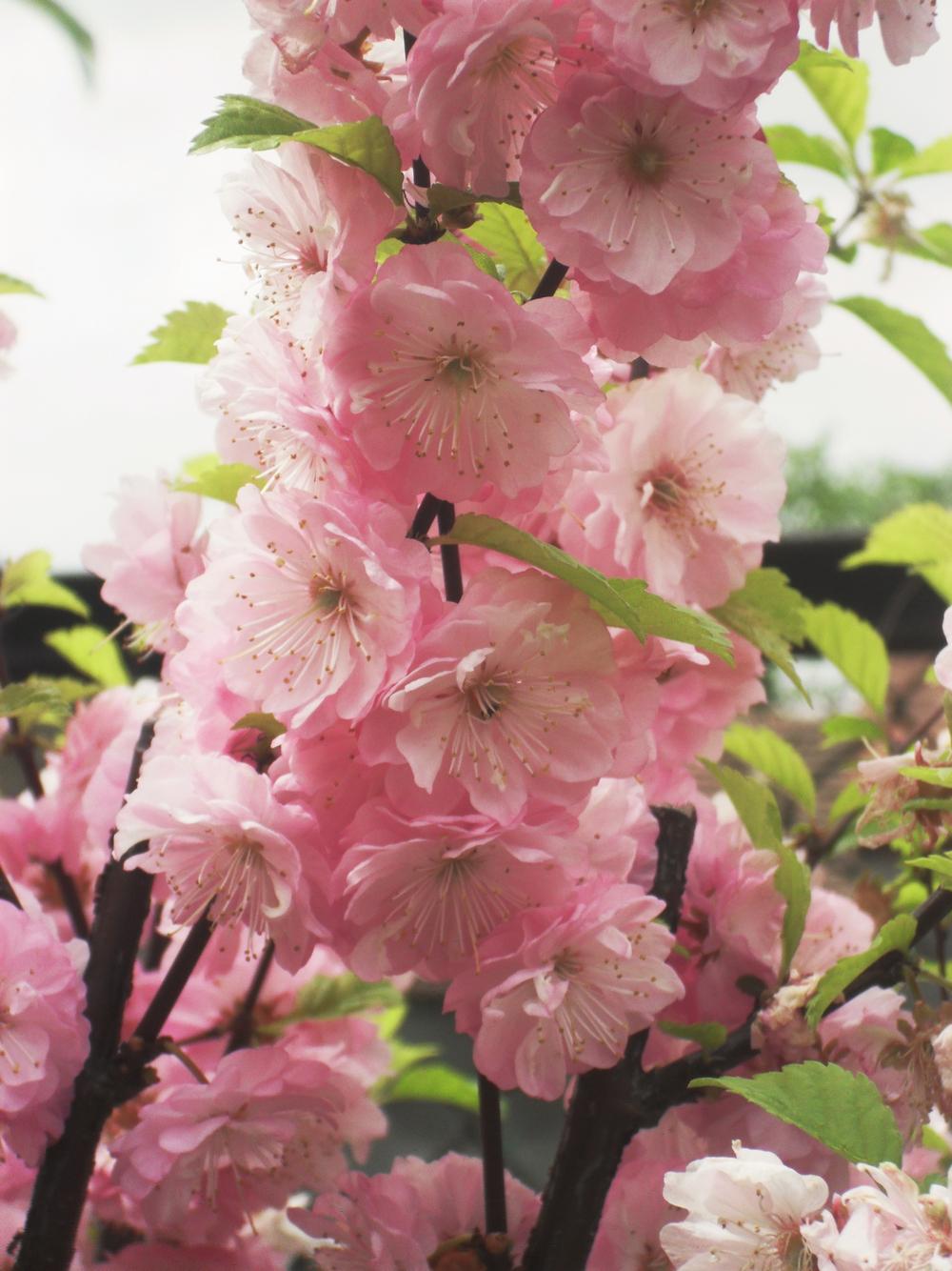 Photo of Flowering Almond (Prunus triloba) uploaded by Tynka